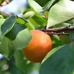 La Gioiosa 피날레리구레