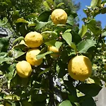 La Gioiosa Ξενοδοχείο