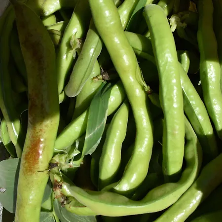 Отель La Gioiosa 3*