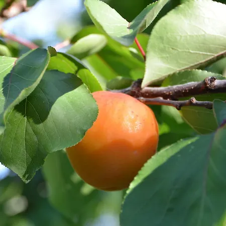 La Gioiosa Финале Лигуре