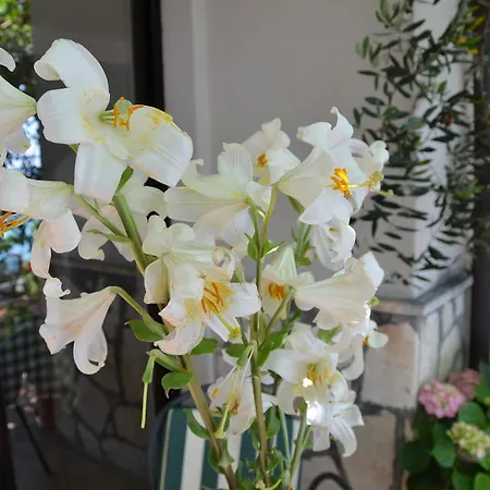 Отель La Gioiosa