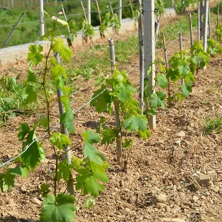La Gioiosa 호텔 3*