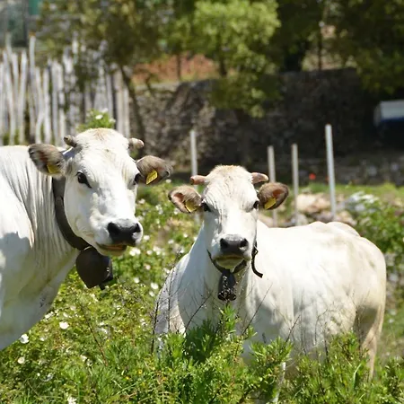 La Gioiosa Отель 3*