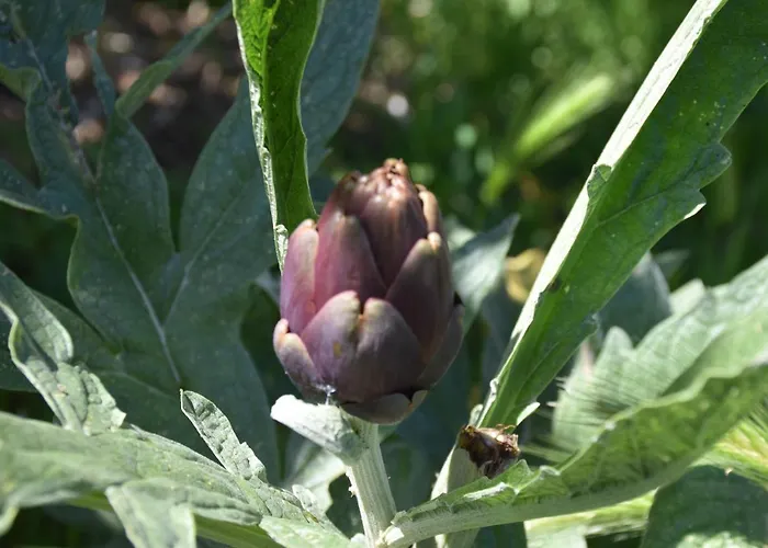 מלון La Gioiosa פינאלה ליגורה