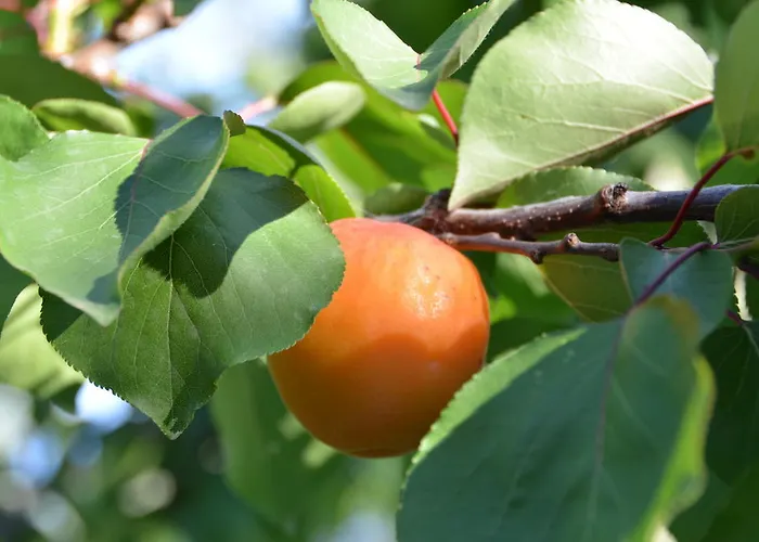 La Gioiosa פינאלה ליגורה
