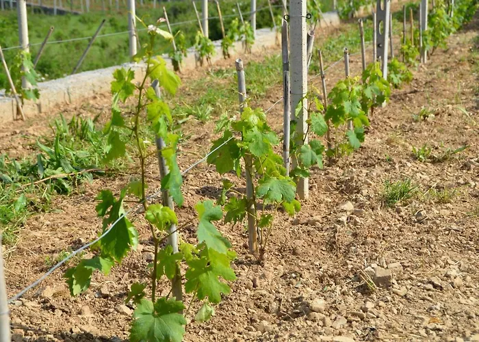 La Gioiosa מלון 3*