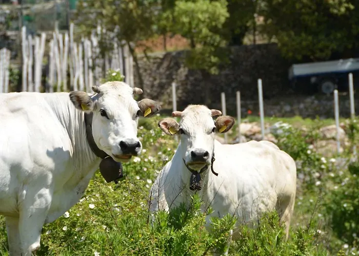 La Gioiosa מלון 3*