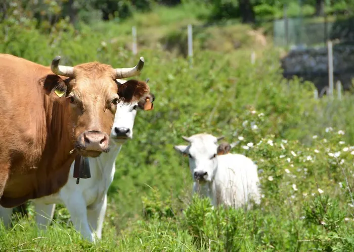 מלון La Gioiosa 3*
